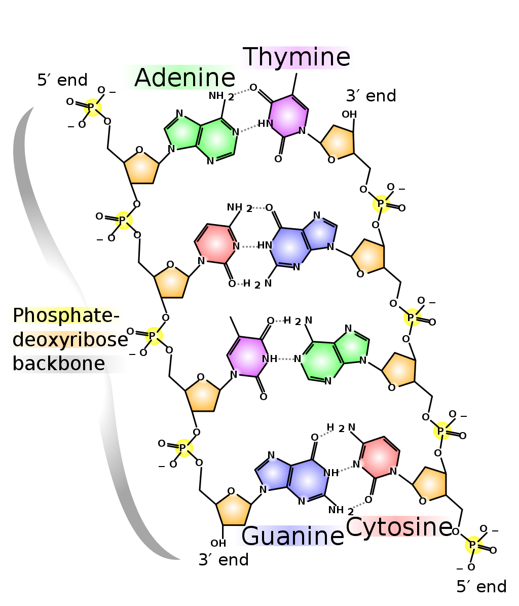 dna-structure-and-replication-worksheet-answer-key-pdf-models-of-dna